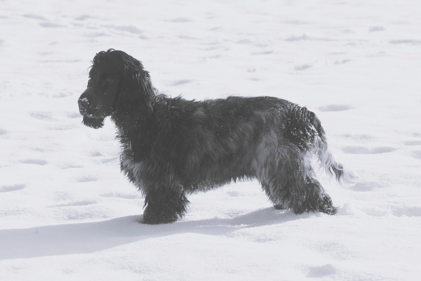 Yvonne Du Pré Aux Etocs