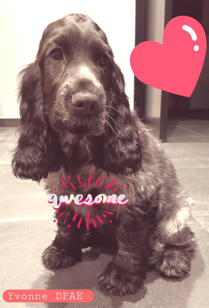 Yvonne Du Pré Aux Etocs