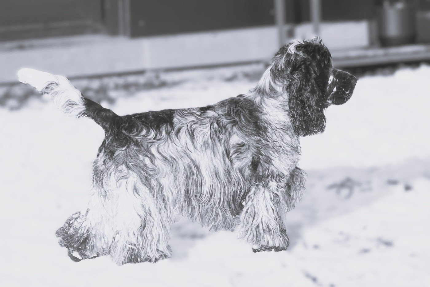 CH. Xclusivité Du Pré Aux Etocs